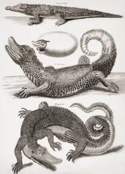 Crocodilia : Crocodile, Caïman et Alligator
